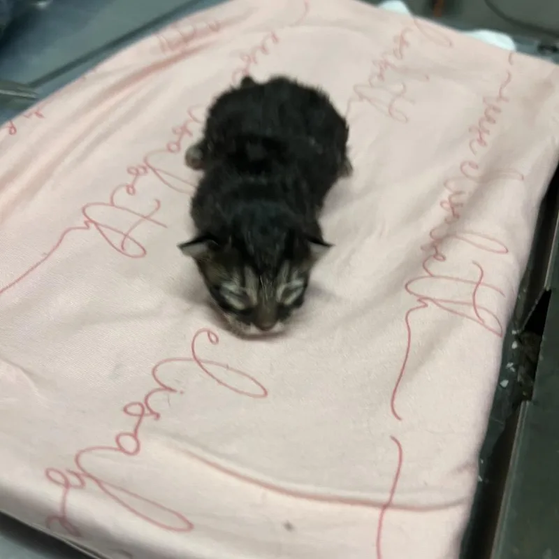 A baby small-sized female Black Domestic Medium Hair cat named Kibo for adoption in St. Louis, MO