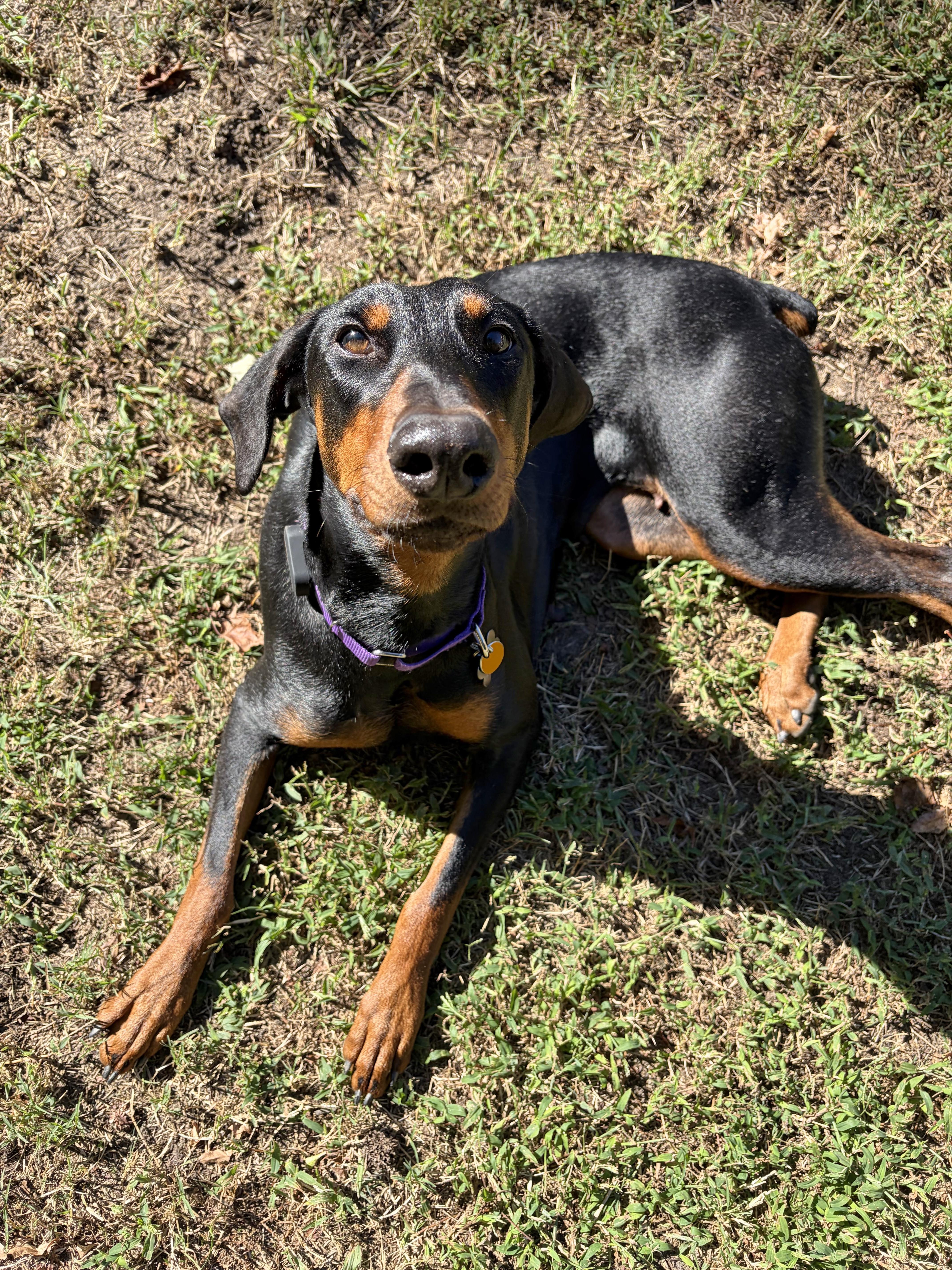 A young large-sized female Black Doberman Pinscher dog named Betty for adoption in Silver Spring, MD