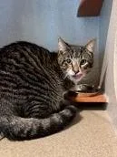 A young medium-sized male Domestic Short Hair cat named Billy for adoption in Washington, DC