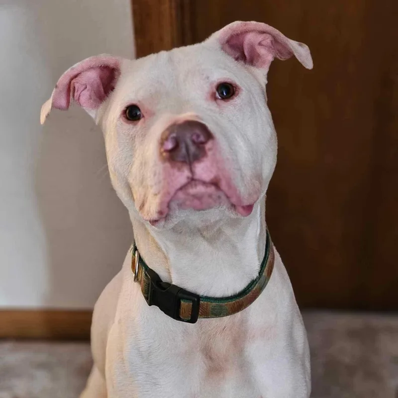 Rugby Fue thumbnail 2