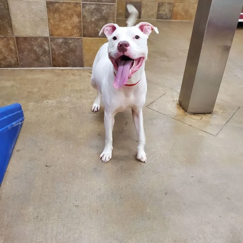 Rugby Fue thumbnail 3