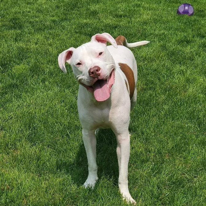 Rugby Fue thumbnail 4