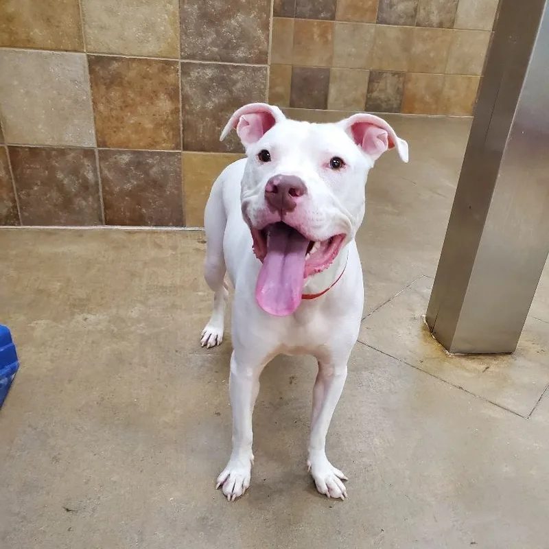 Rugby Fue thumbnail 5