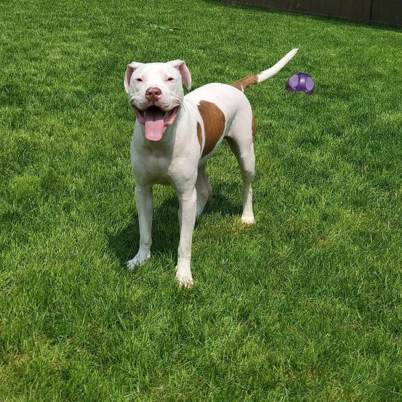 Rugby Fue thumbnail 6