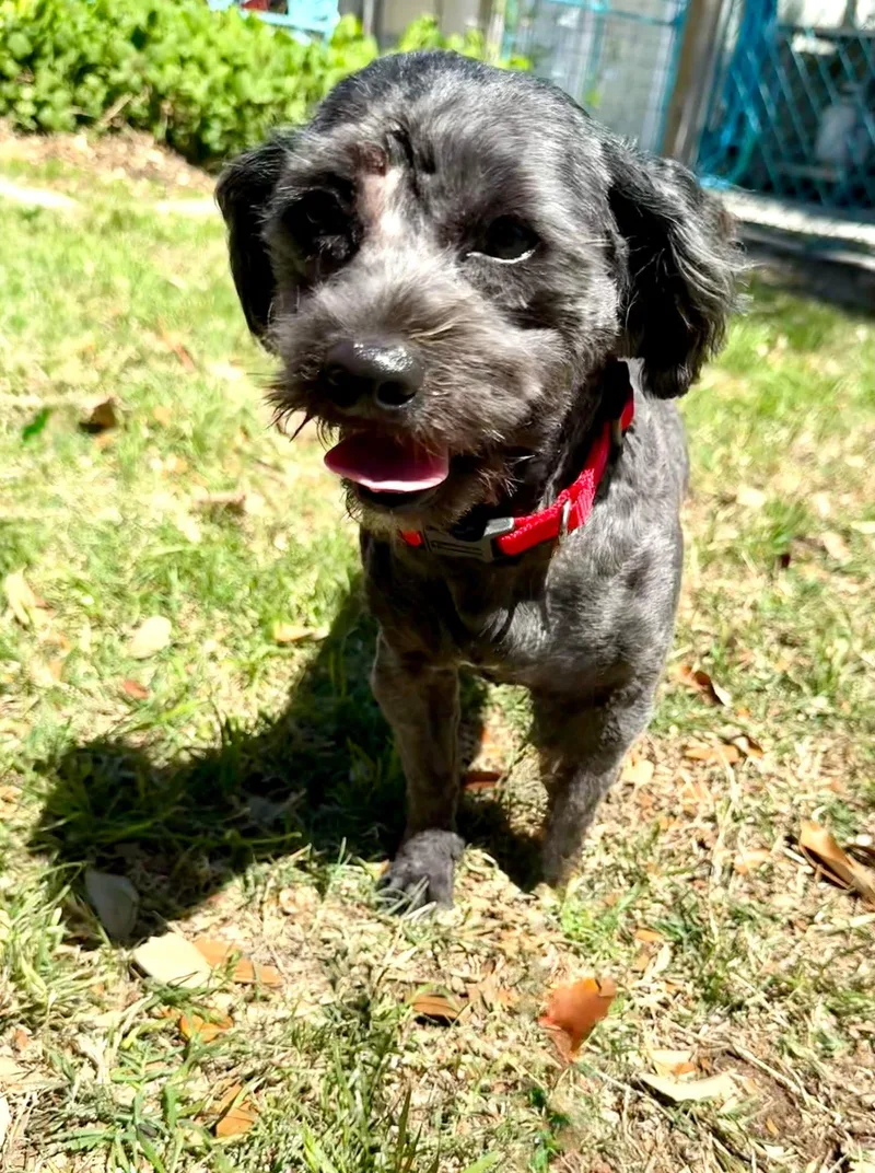 Cooper The Sweetest Boy!