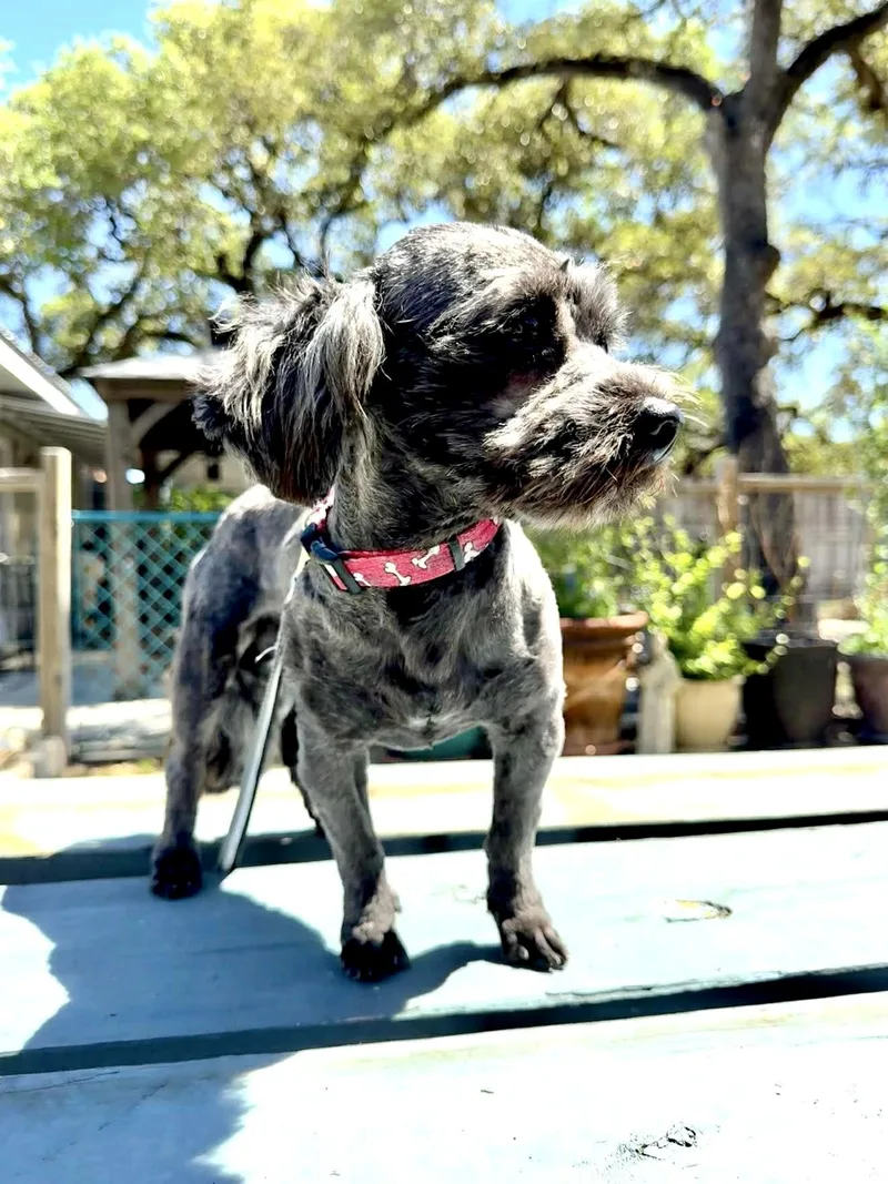 Cooper The Sweetest Boy! thumbnail 2