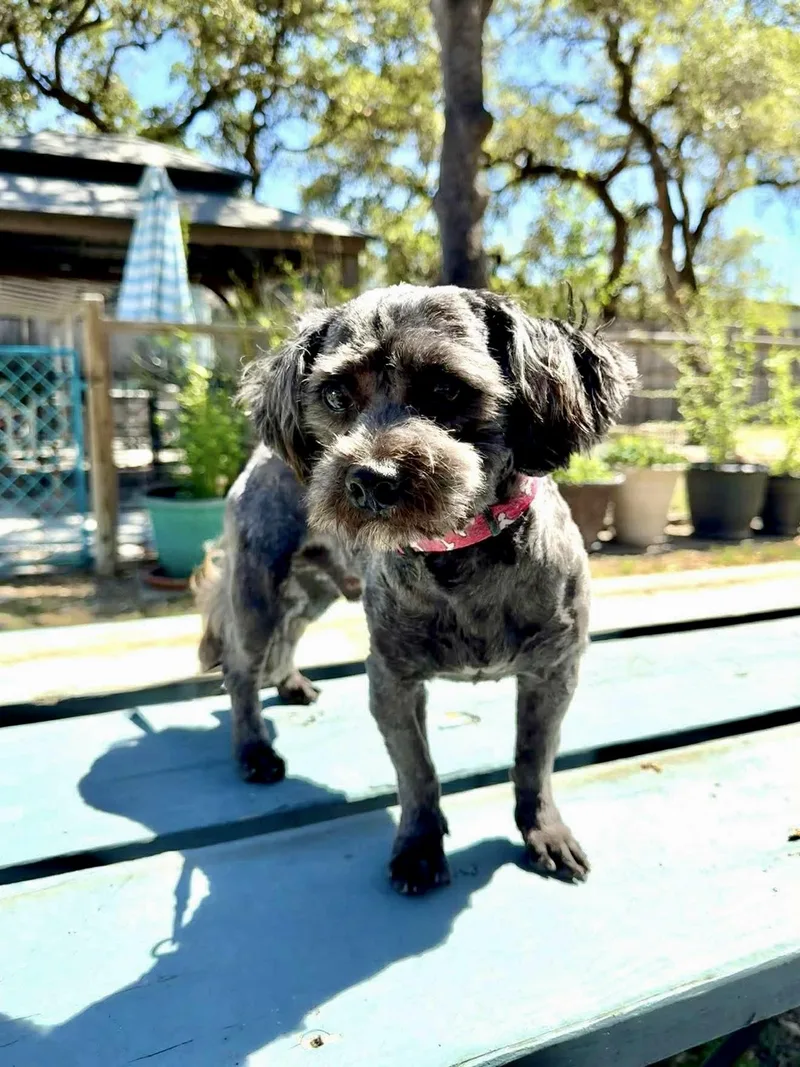 Cooper The Sweetest Boy! thumbnail 3