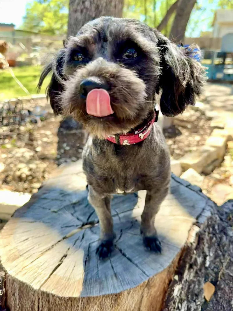 Cooper The Sweetest Boy! thumbnail 4