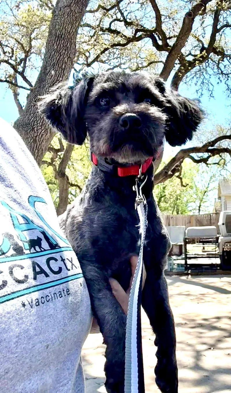 Cooper The Sweetest Boy! thumbnail 5