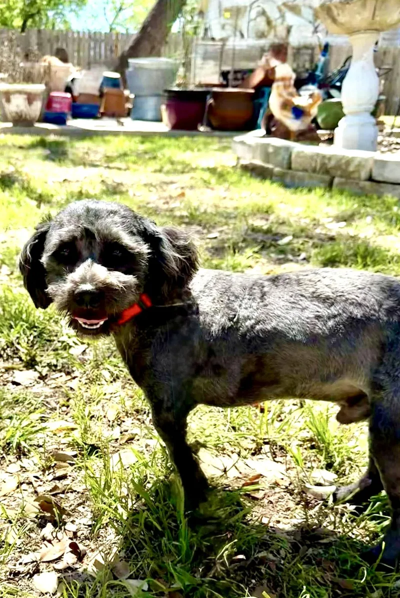 Cooper The Sweetest Boy! thumbnail 6