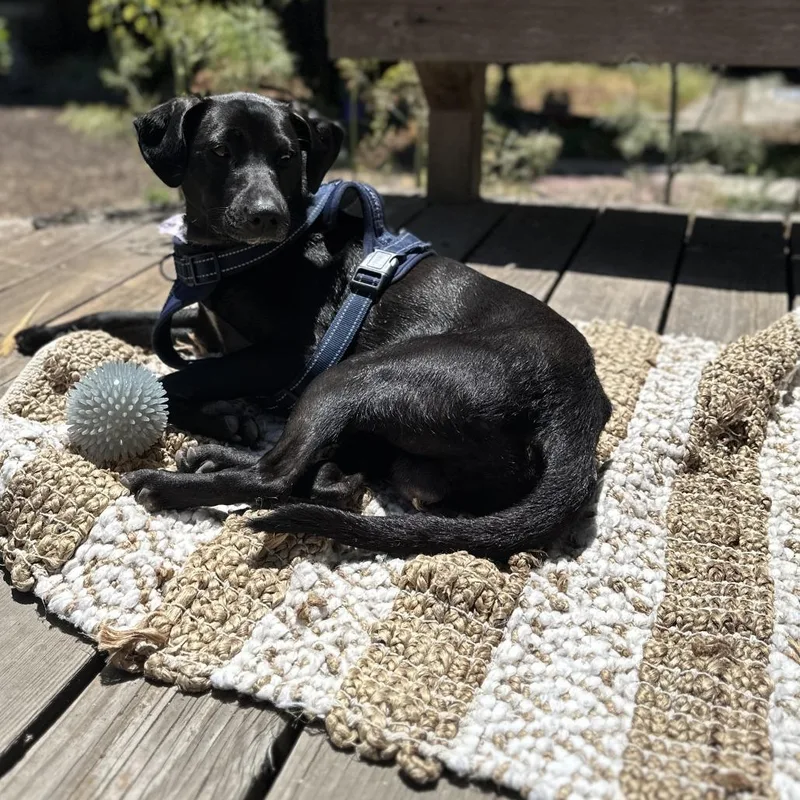 A young medium-sized male Black Mixed Breed dog named Freddie for adoption in San Francisco, CA