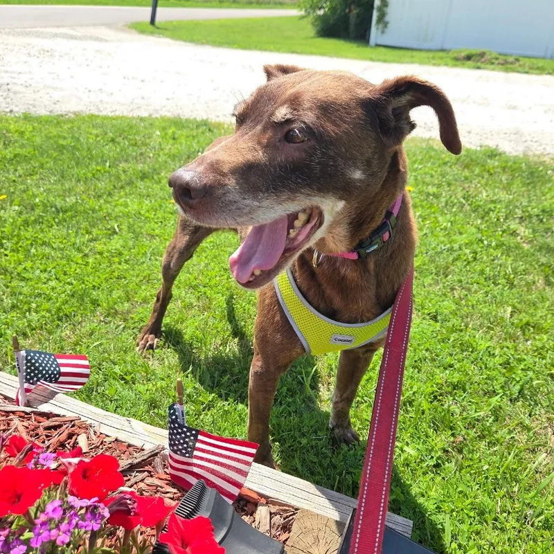 A senior small-sized female Brown / Chocolate Labrador Retriever dog named Godiva for adoption in Rock Falls, IL