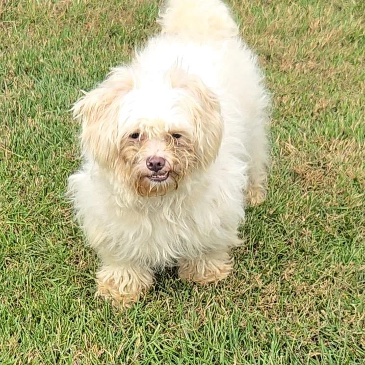 An adult small-sized female White / Cream Miniature Poodle dog named River for adoption in Saint John, IN