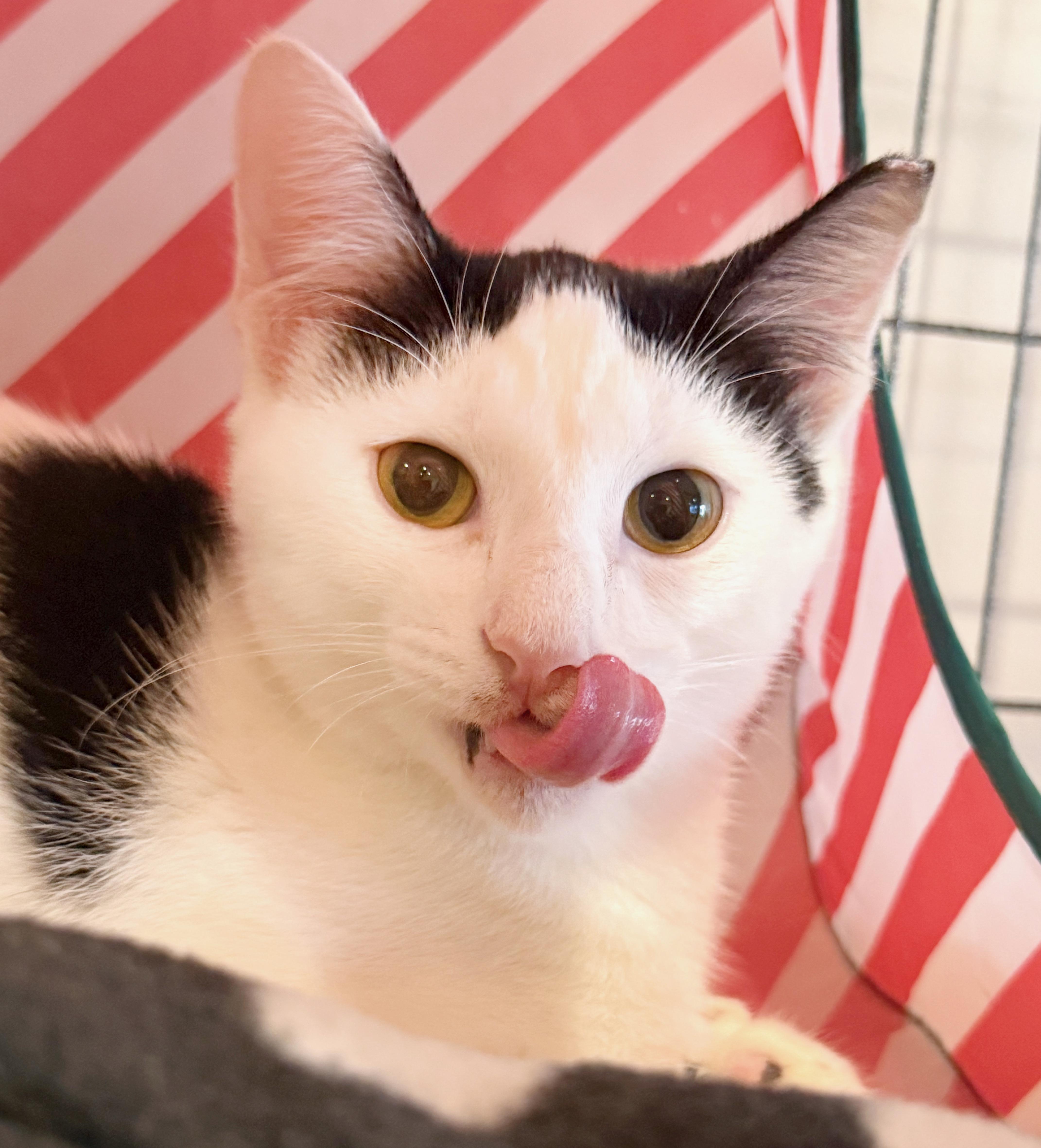A baby medium-sized male White American Shorthair cat named Bateau for adoption in Hilton Head Island, SC