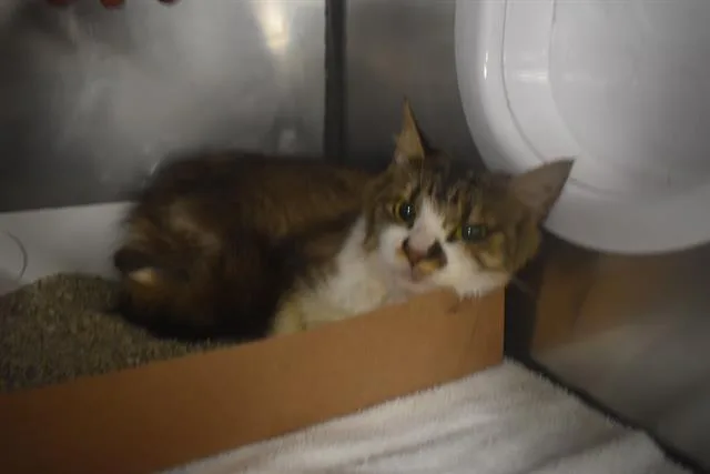 A young small-sized female Domestic Medium Hair cat named Penelope for adoption in Panama City, FL