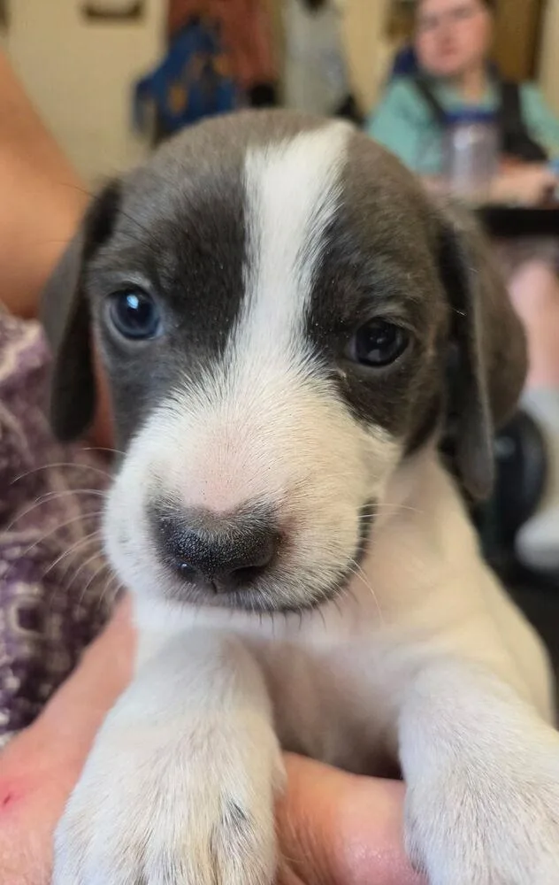 A baby small-sized male Tricolor (Brown, Black, & White) Mixed Breed dog named Nugget for adoption in Saint Augustine, FL