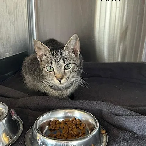 A baby small-sized female Gray / Blue / Silver Domestic Short Hair cat named Kiwi for adoption in Knoxville, TN