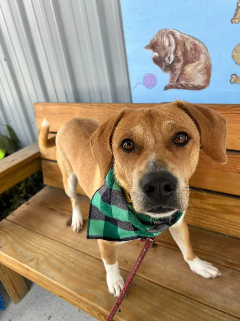 An adult medium-sized male Beagle dog named Sherman for adoption in Howes Cave, NY