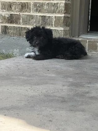 A baby small-sized male Chihuahua dog named Pickles for adoption in Fort Worth, TX