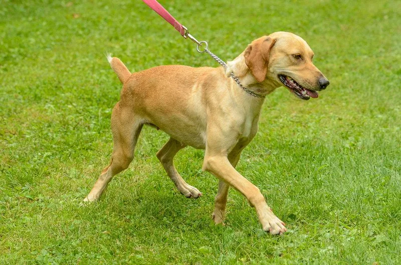 A young medium-sized female Hound dog named Freya for adoption in Brick, NJ