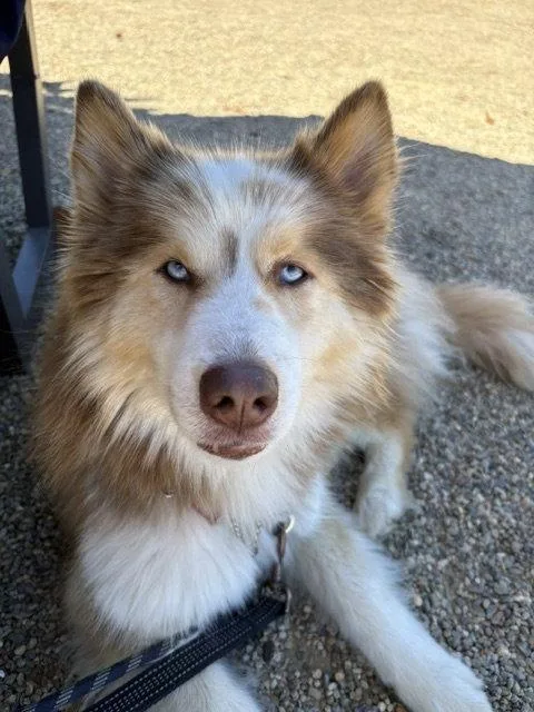 An adult medium-sized female Siberian Husky dog named Spicy for adoption in Walnut Creek, CA