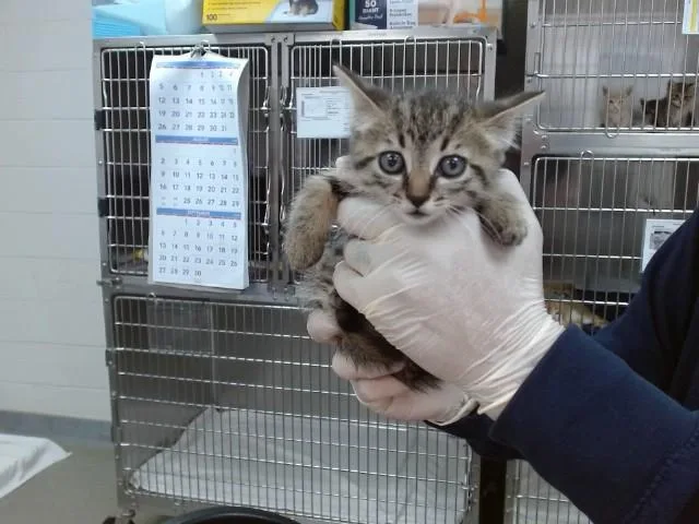 A baby small-sized female Domestic Short Hair cat named Lotty for adoption in Salinas, CA
