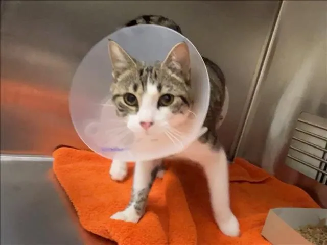 A young small-sized male Domestic Short Hair cat named Louie for adoption in Chapel Hill, NC