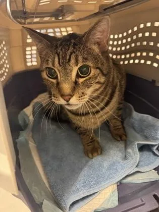 An adult small-sized male Domestic Short Hair cat named Tygo for adoption in Seattle, WA