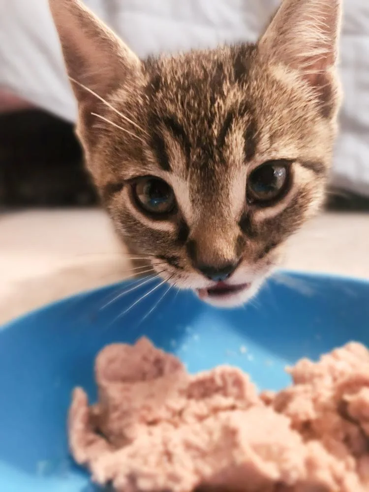 A baby small-sized male Domestic Short Hair cat named Storm for adoption in Mount Laurel, NJ
