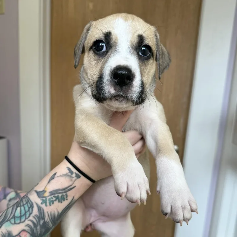 A baby medium-sized female Brown / Chocolate Cattle Dog dog named Best Friend for adoption in Madison, WI