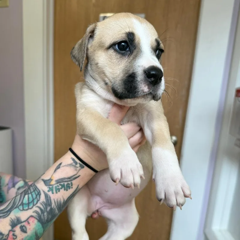 Best Friend thumbnail 3