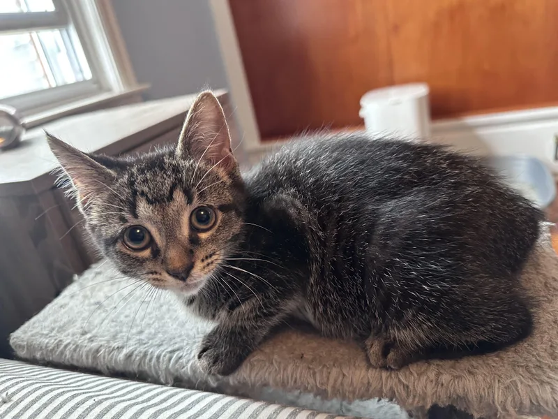 A baby medium-sized female Tabby (Brown / Chocolate) Domestic Medium Hair cat named Gold for adoption in East Amherst, NY