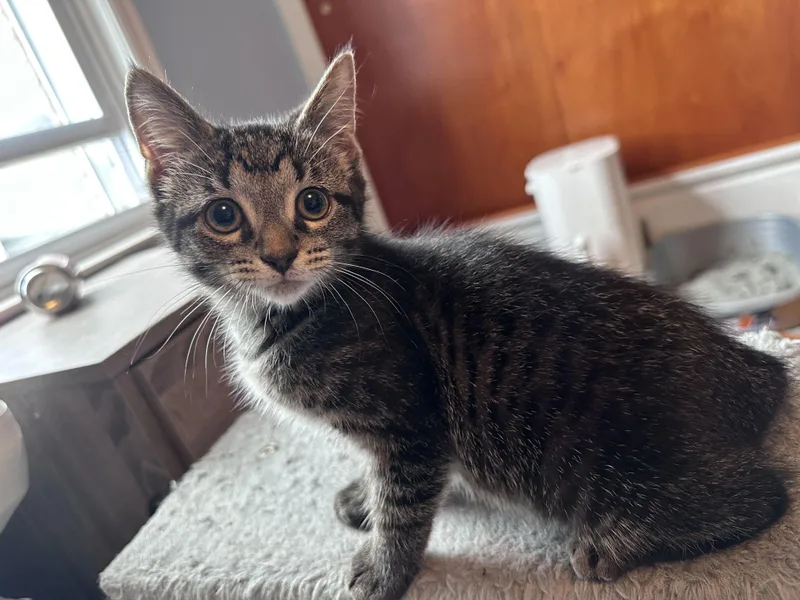 Gold thumbnail 4