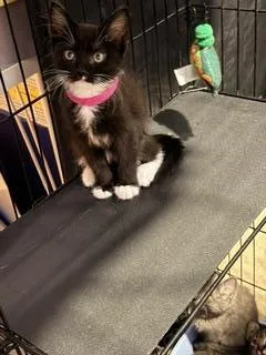 A baby small-sized female Black Domestic Short Hair cat named Triney Ewadar for adoption in Chandler, AZ