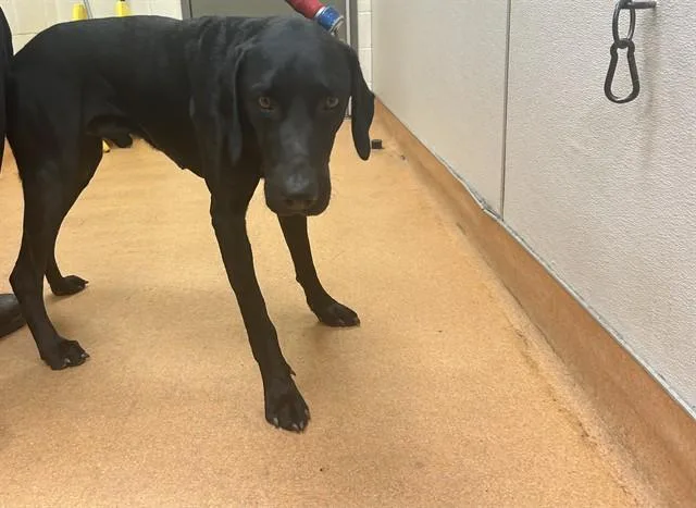 An adult large-sized male Labrador Retriever dog named Pilot for adoption in Martinez, CA