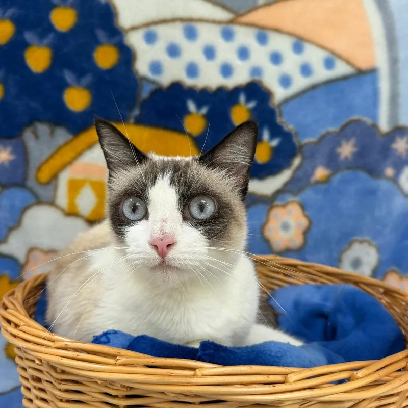 An adult medium-sized female Cream / Ivory Domestic Medium Hair cat named Trace for adoption in Deerfield, IL