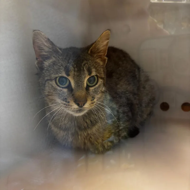 An adult medium-sized female Brown / Chocolate Domestic Short Hair cat named Bettina for adoption in Bristol, IN