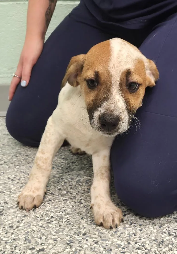 A baby small-sized female Terrier dog named Roo for adoption in Athens, TN