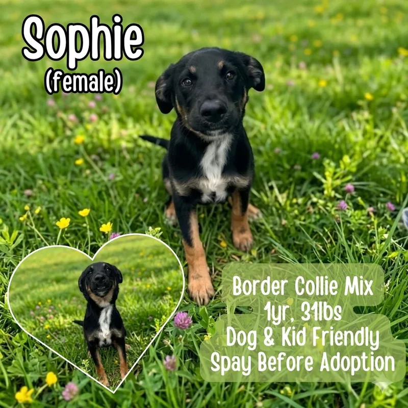 A young medium-sized female Black Border Collie dog named Sophie for adoption in Lancaster, KY