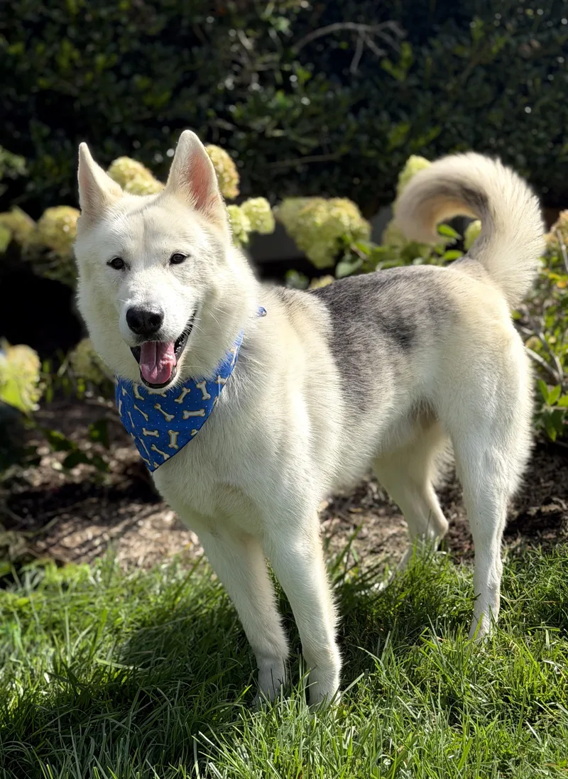 An adult large-sized male Siberian Husky dog named Cosmo for adoption in Maryville, TN