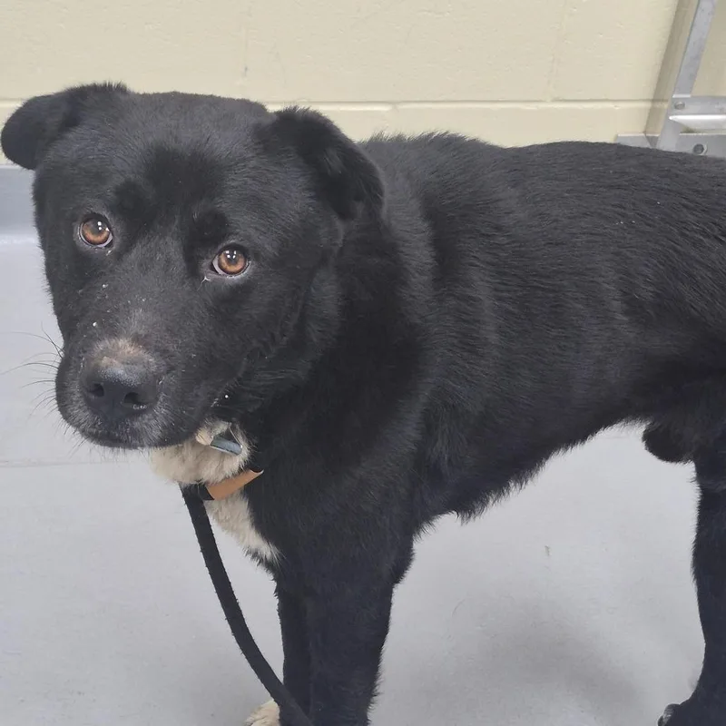 An adult medium-sized male Black Mixed Breed dog named StrayWarmSpringsRoad for adoption in Columbus, GA