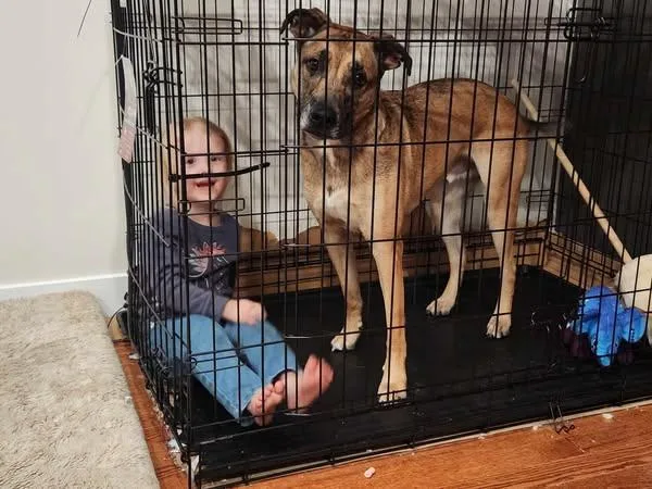 An adult medium-sized male Brindle Staffordshire Bull Terrier dog named Salem for adoption in Lexington, MO