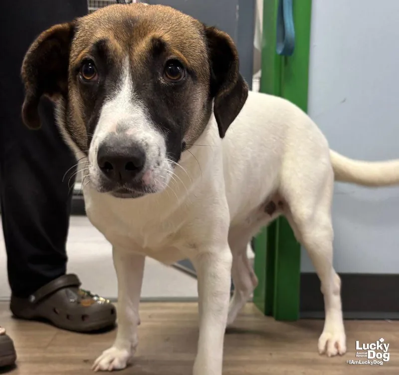 A young medium-sized female Shepherd dog named Hart for adoption in Washington, DC