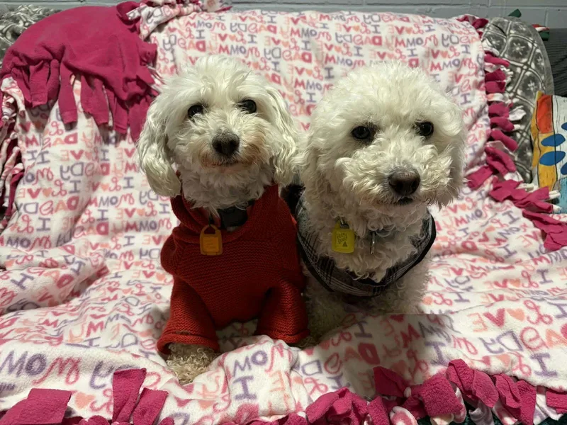 Betty Barb thumbnail 2