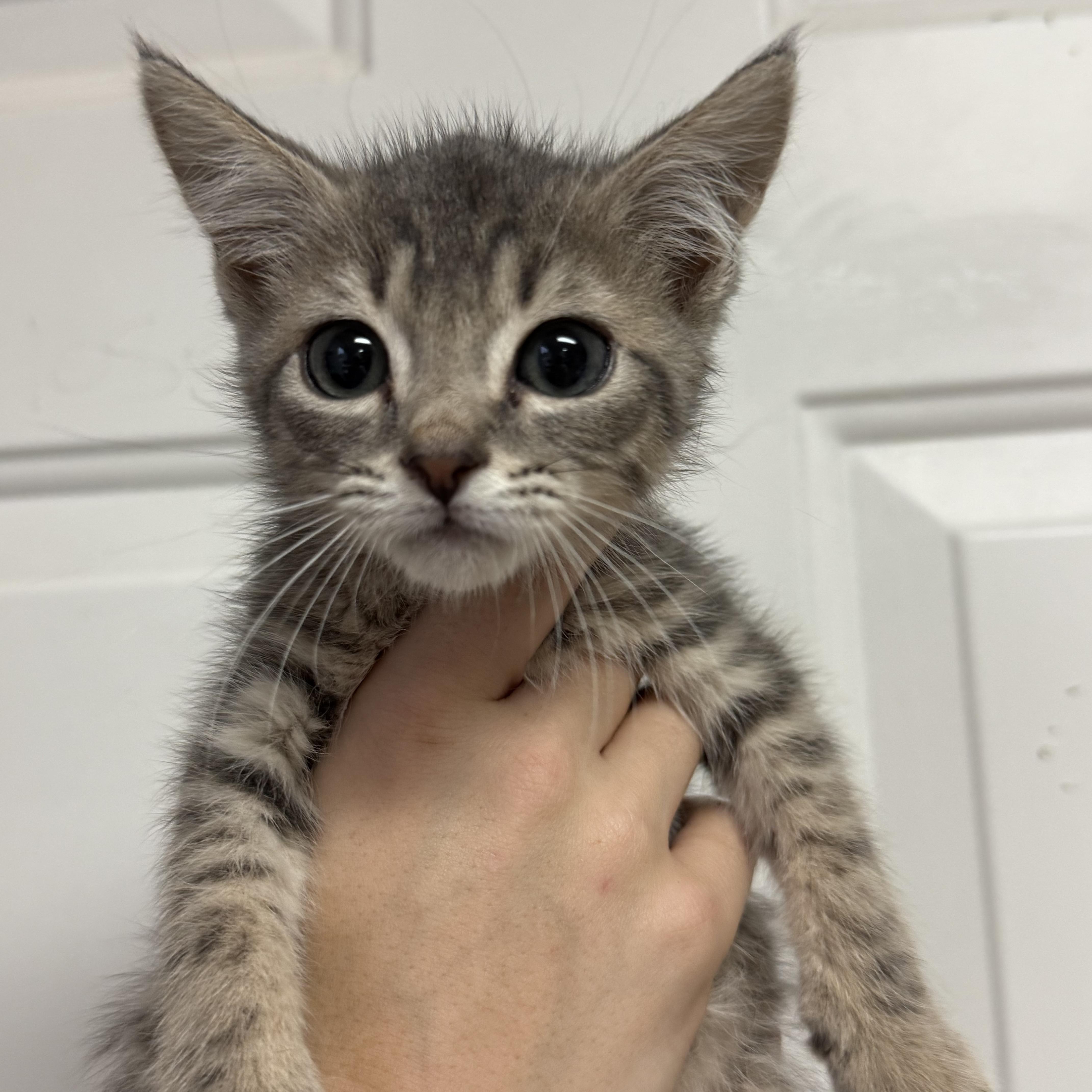 A baby medium-sized male Domestic Short Hair cat named Forky for adoption in Columbia, SC