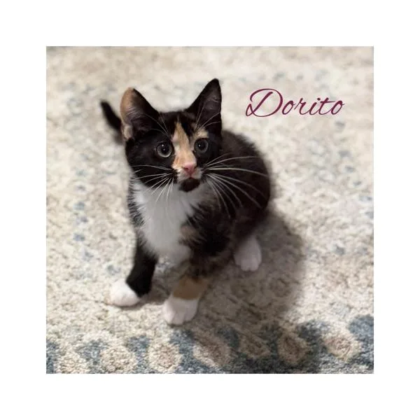 Dorito