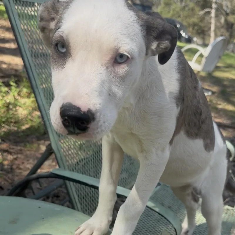 Josephine thumbnail 3