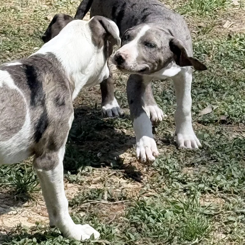 Josephine thumbnail 4