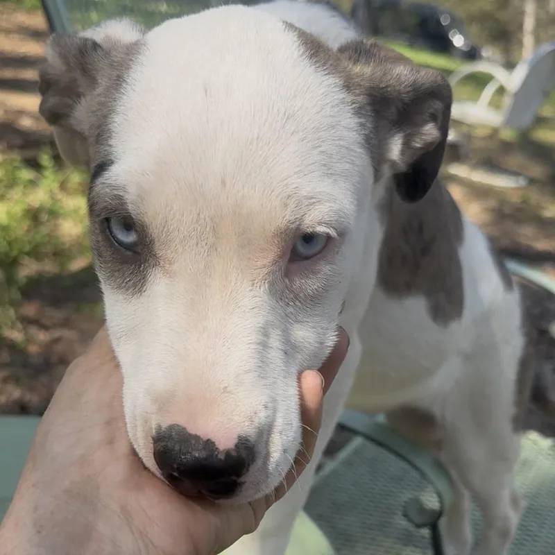 Josephine thumbnail 6