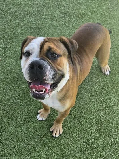 An adult large-sized male American Bulldog dog named Phantom for adoption in Daphne, AL